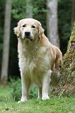 GOLDEN RETRIEVER 373
